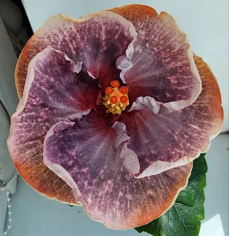 Taiwan 
Arcturus
