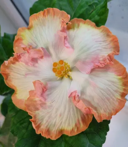 Lily Glow